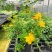 金丝桃绿化苗木树苗庭院花园植物四季常绿园林绿化小苗