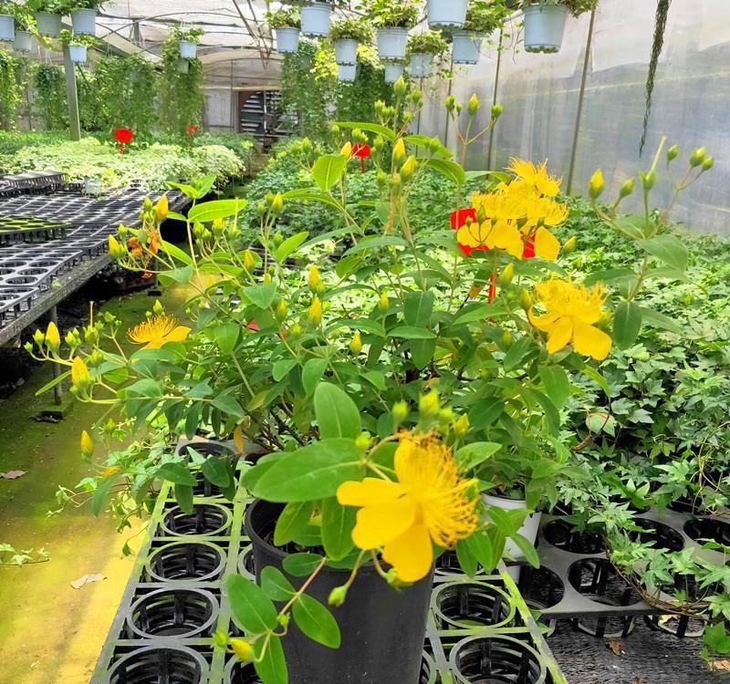 金丝桃绿化苗木树苗庭院花园植物四季常绿园林绿化小苗