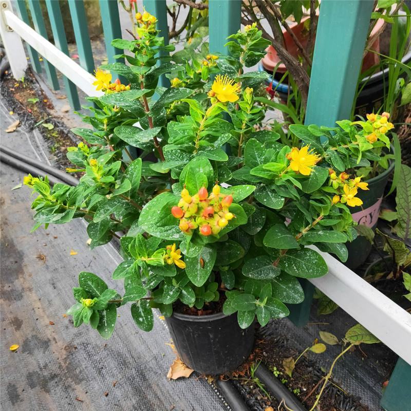 金丝桃绿化苗木树苗庭院花园植物四季常绿园林绿化小苗