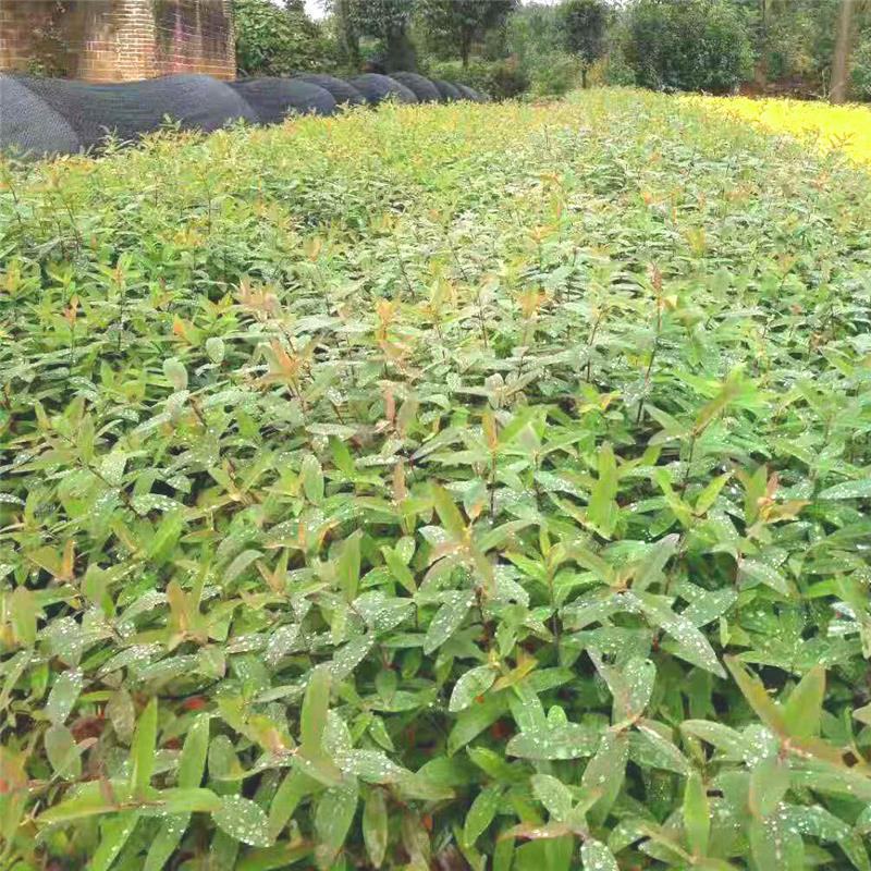 金丝桃绿化苗木树苗庭院花园植物四季常绿园林绿化小苗