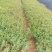 金丝桃绿化苗木树苗庭院花园植物四季常绿园林绿化小苗