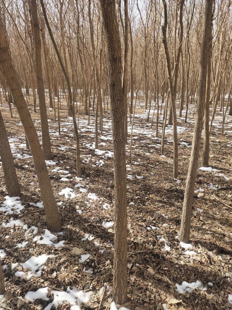 国槐基地槐树种植基地，甘肃酒泉槐树种植基地5-12公分