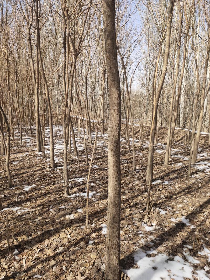 国槐基地槐树种植基地，甘肃酒泉槐树种植基地5-12公分