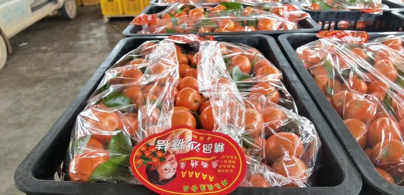 正宗广西沙糖桔，盖膜果园，产地直发，诚信经营，随行就市