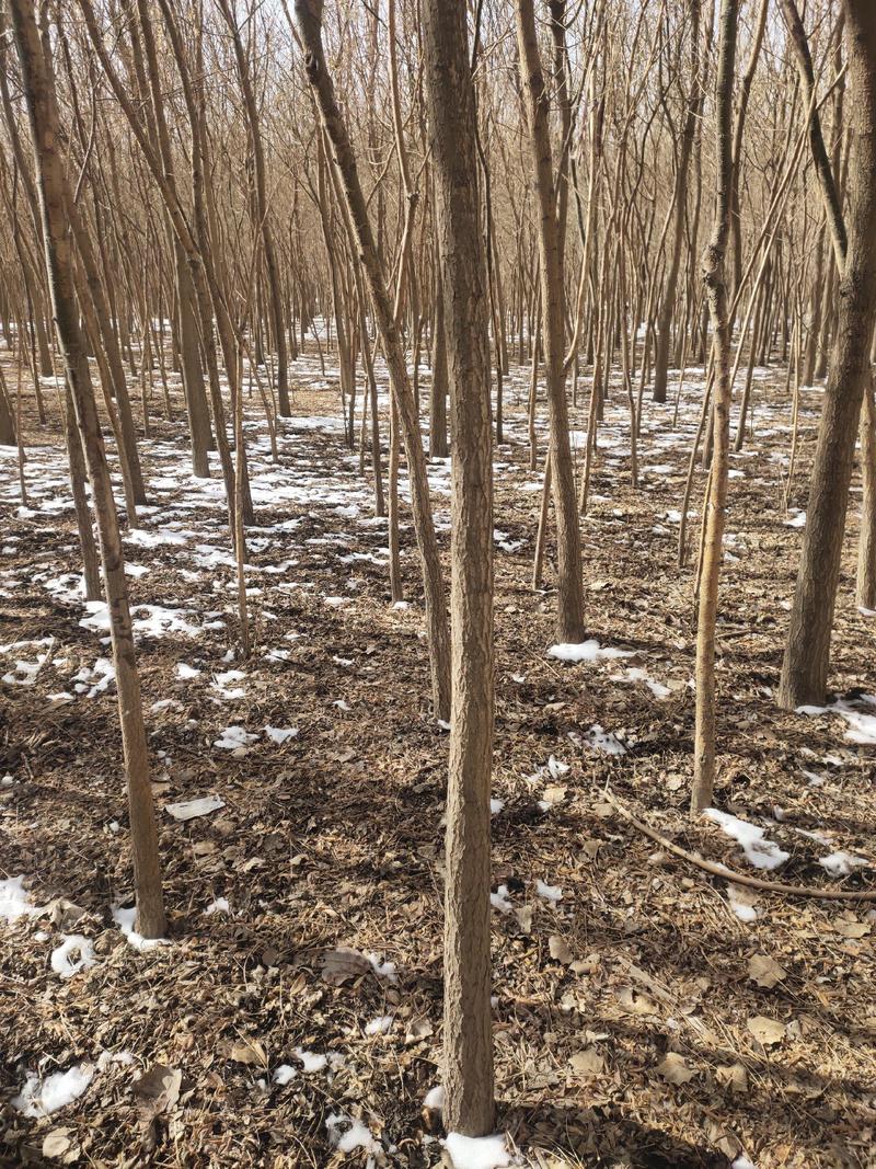 槐树种植大全，甘肃玉门胜陇源苗木玉门国槐批发6-12公分