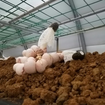 红托竹荪鲜货，长期稳定有货，欢迎全国各地的朋友砸单。
