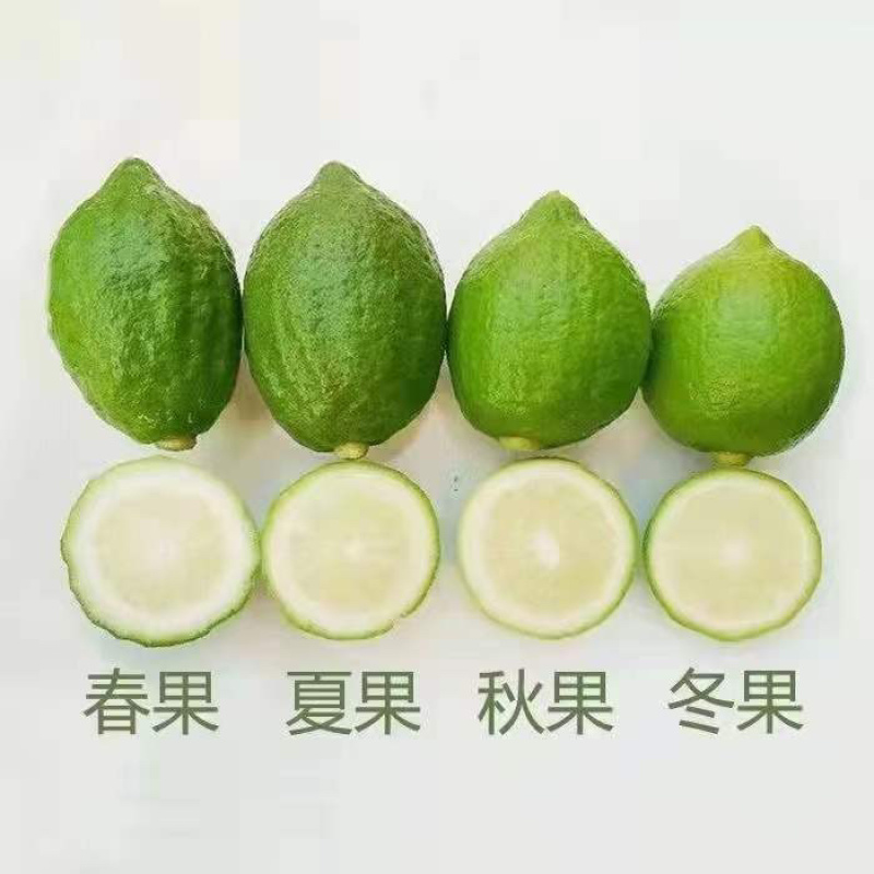 香水柠檬