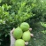香水柠檬
