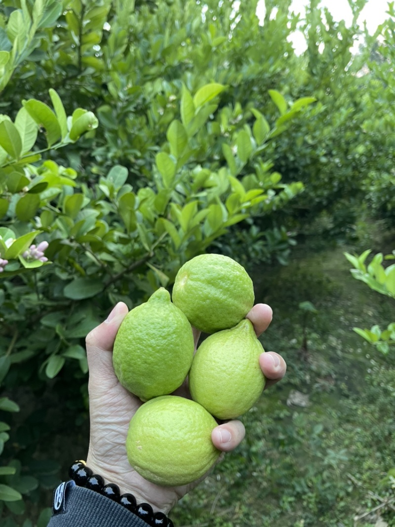 香水柠檬