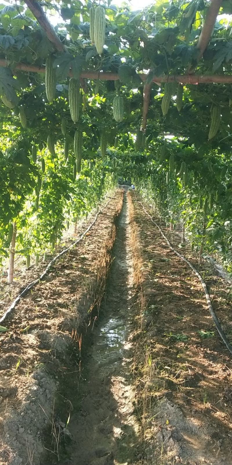 海南苦瓜大量上市，有需要的老板电话联系