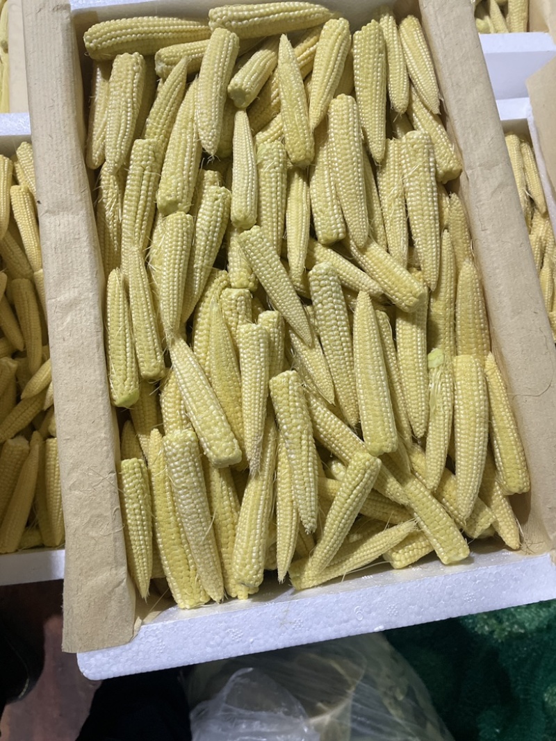 精品玉米笋