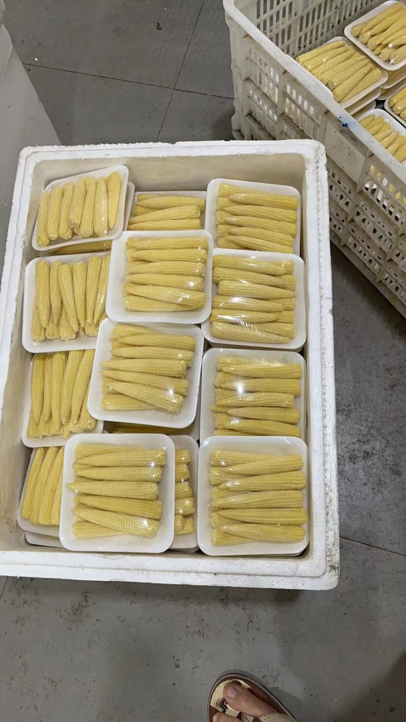 精品玉米笋