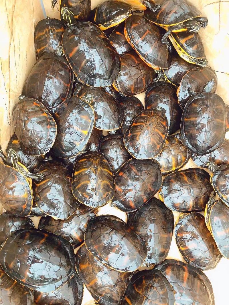 一千多斤火焰种龟，平均3斤几，配组，可散出