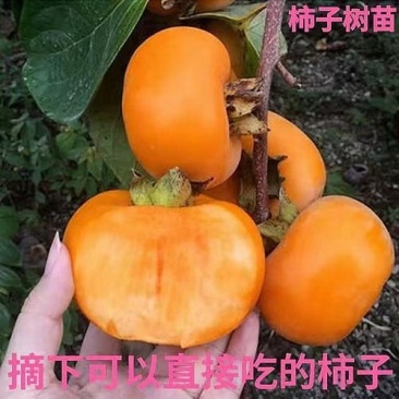 甜柿子苗，迎风甜柿子苗，规格品种齐全现挖现发