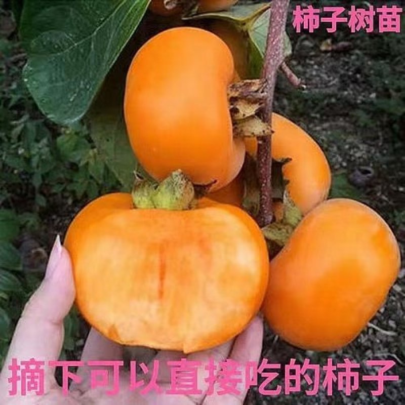 甜柿子苗，迎风甜柿子苗，规格品种齐全现挖现发