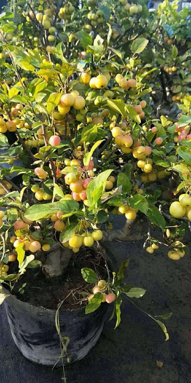 优质盆栽长寿果观花观果挂果时间长原盆发货