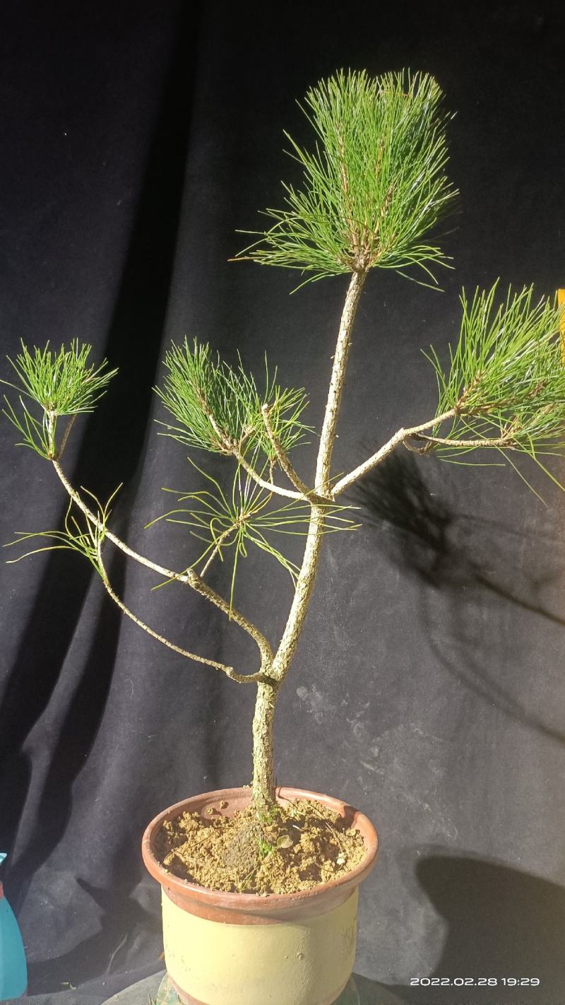 黄山松素材熟坯批发山采的爆皮老松20颗起发