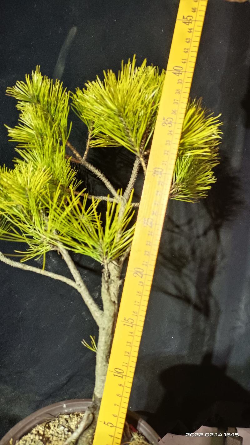 黄山松素材熟坯批发山采的爆皮老松20颗起发