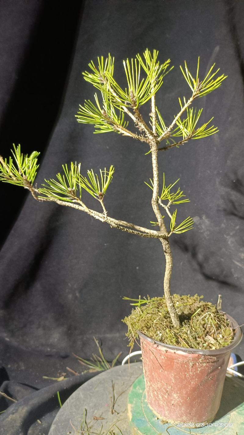 黄山松素材熟坯批发山采的爆皮老松20颗起发