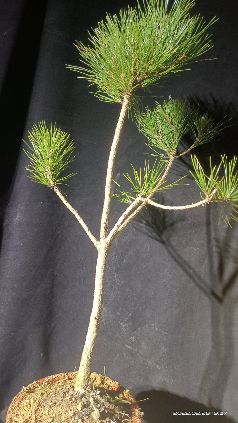 黄山松素材熟坯批发山采的爆皮老松20颗起发
