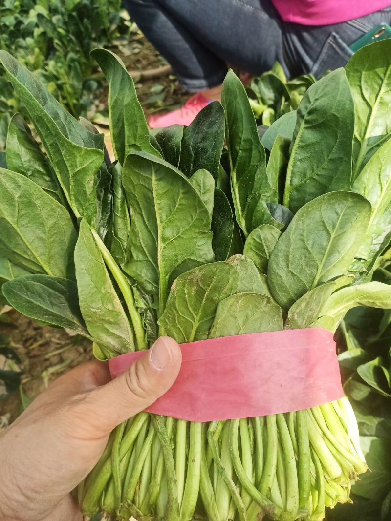 （保证新鲜）惠民县大棚菠菜上市，规格齐全大量现货全国供应