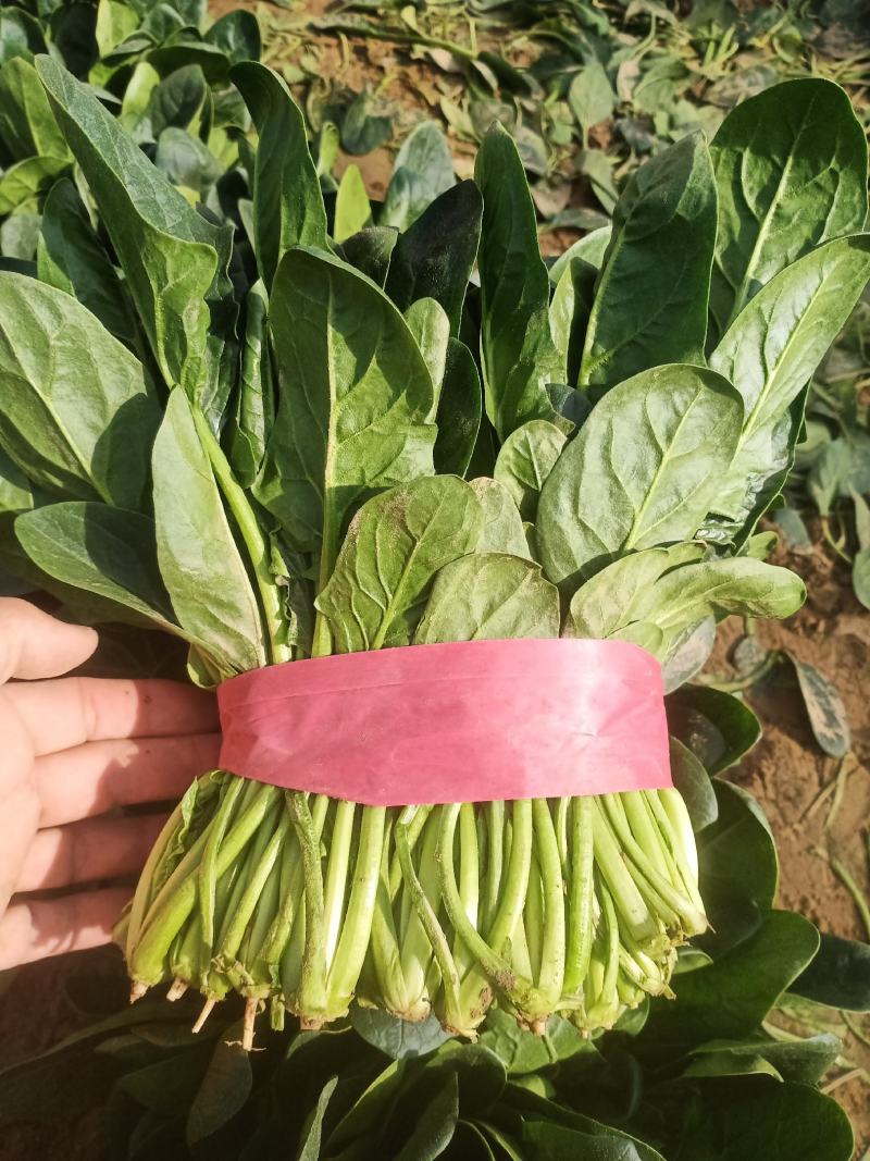 （保证新鲜）惠民县大棚菠菜上市，规格齐全大量现货全国供应