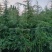 河南精品雪松，一米到六米全规格，产地直销，品质保障！