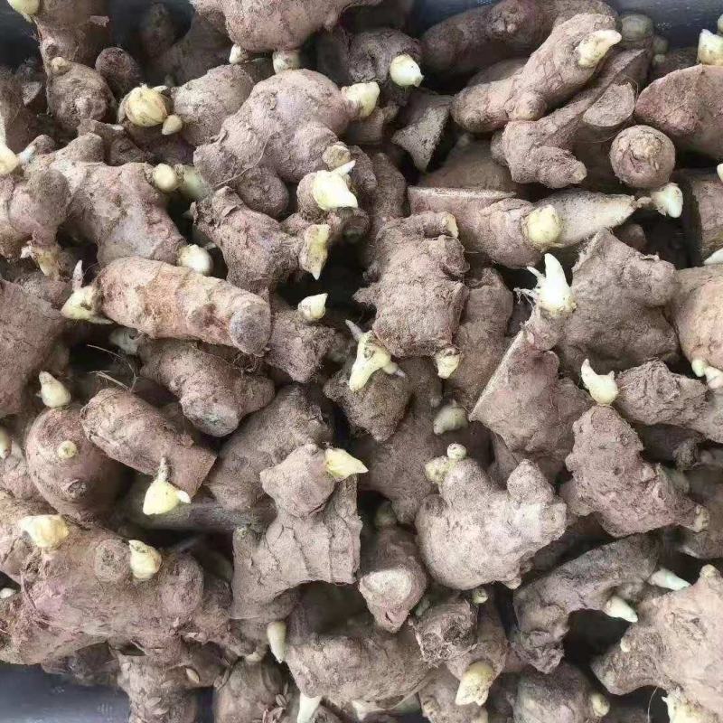 山东《脱毒368高产姜种》货源充足技术指导全国发货