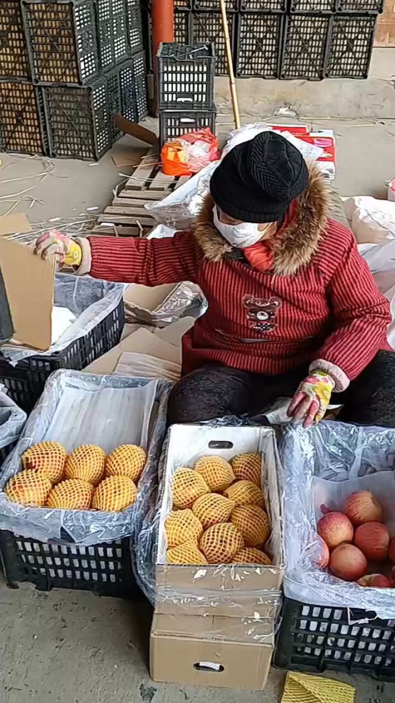 大量供应，精品膜袋红富士苹果，果个大口感好，一手货源