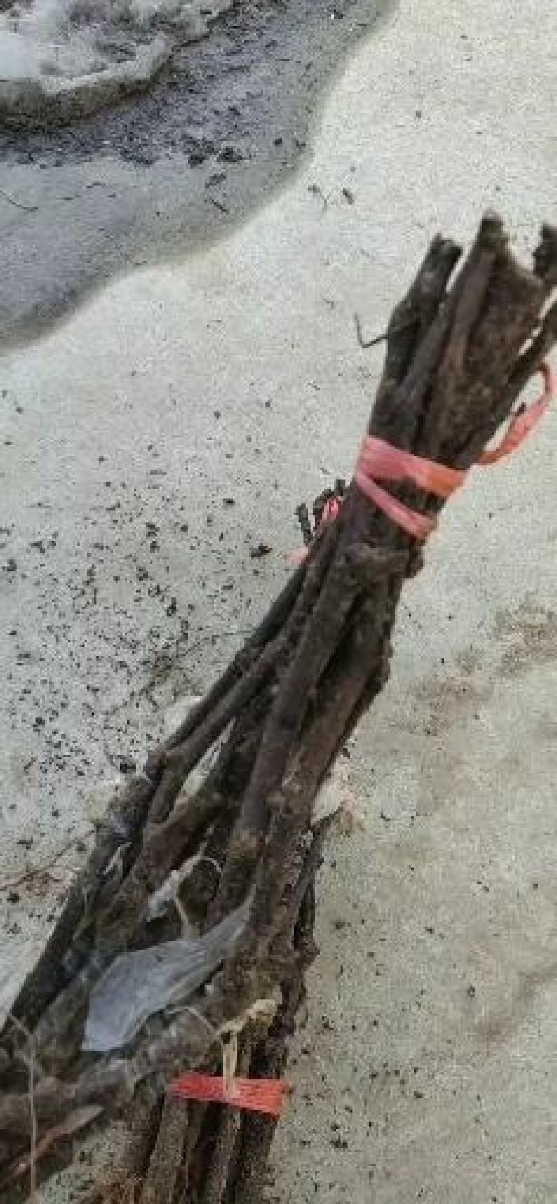 蓝宝石葡萄苗出售各种葡萄苗纯度%质量信誉保证