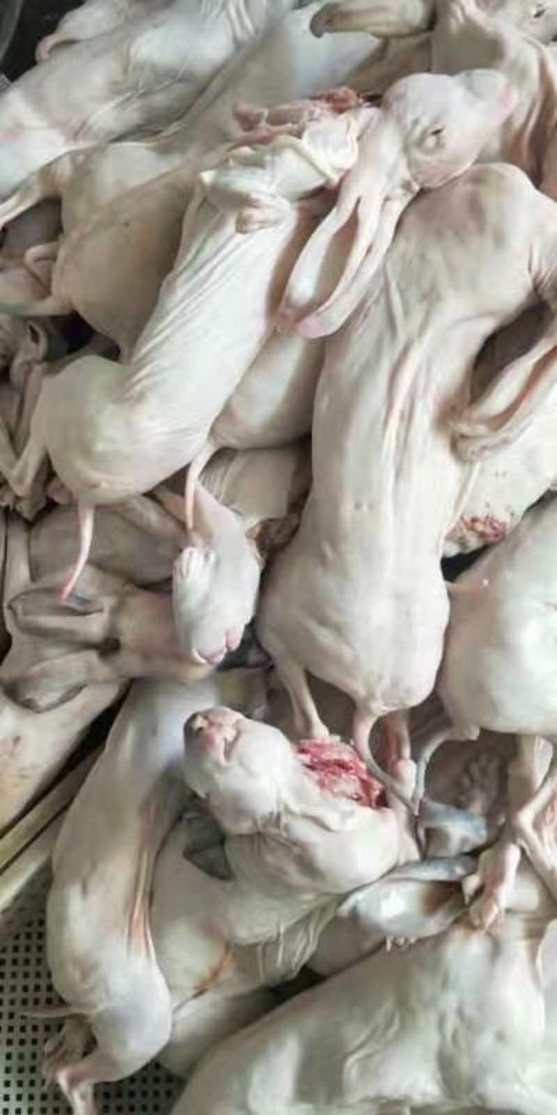 本单位常年供应肉兔，獭兔，种兔，兔肉全国各地均可发货