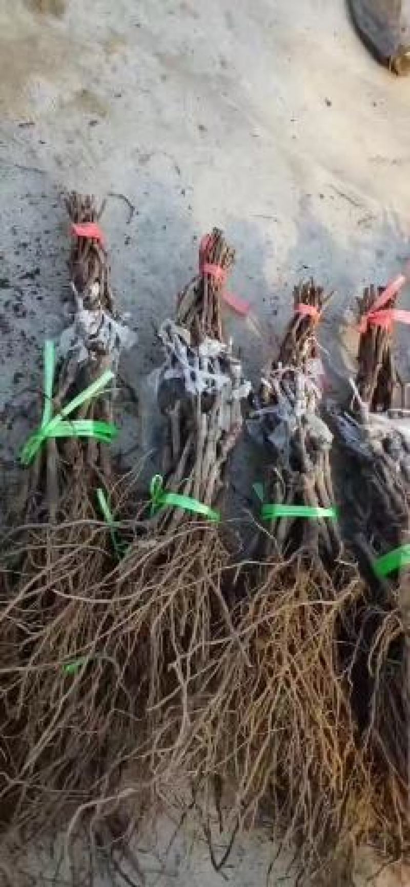 蓝宝石葡萄苗出售各种葡萄苗纯度%质量信誉保证