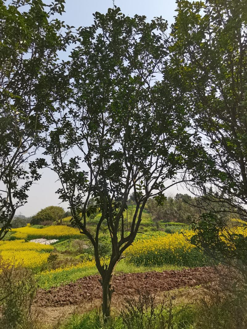 香泡，柚子树全冠，