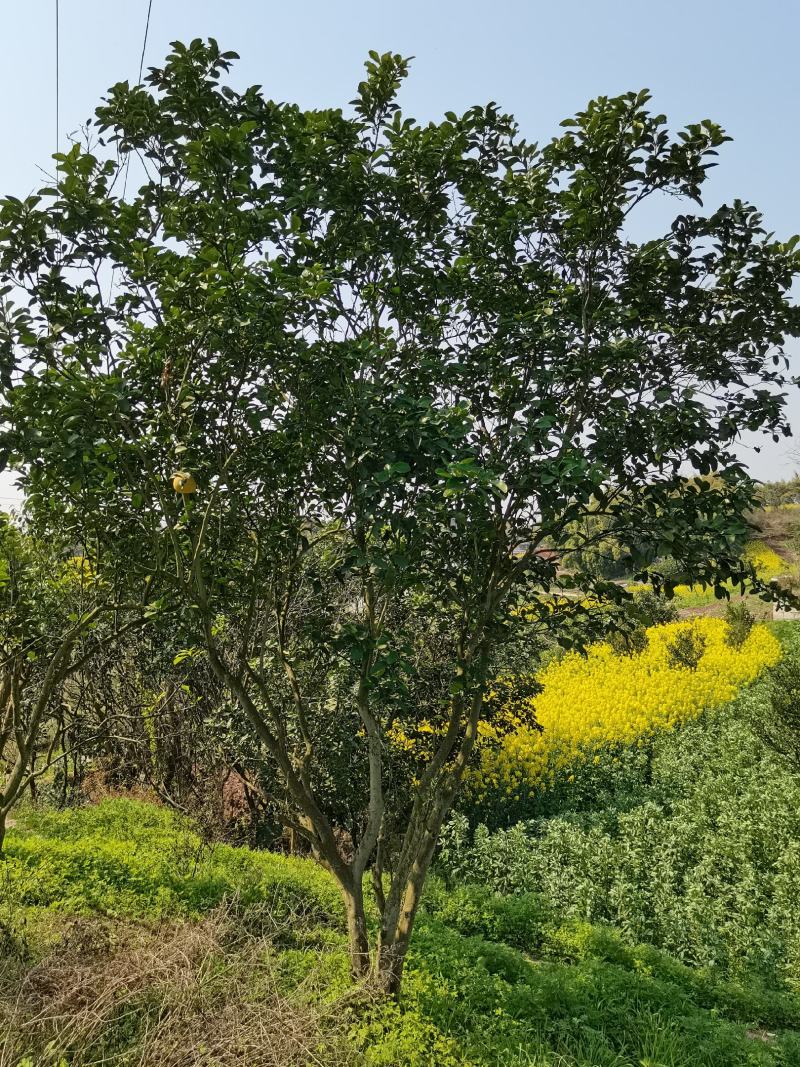 香泡，柚子树全冠，