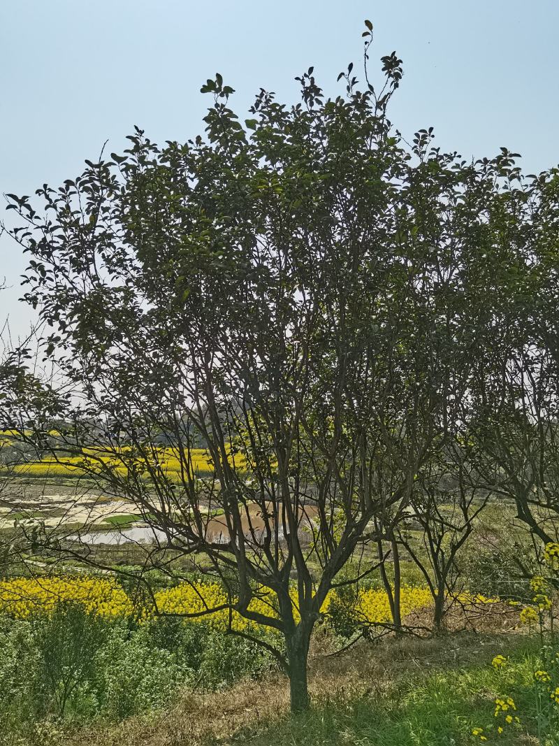 香泡，柚子树全冠，