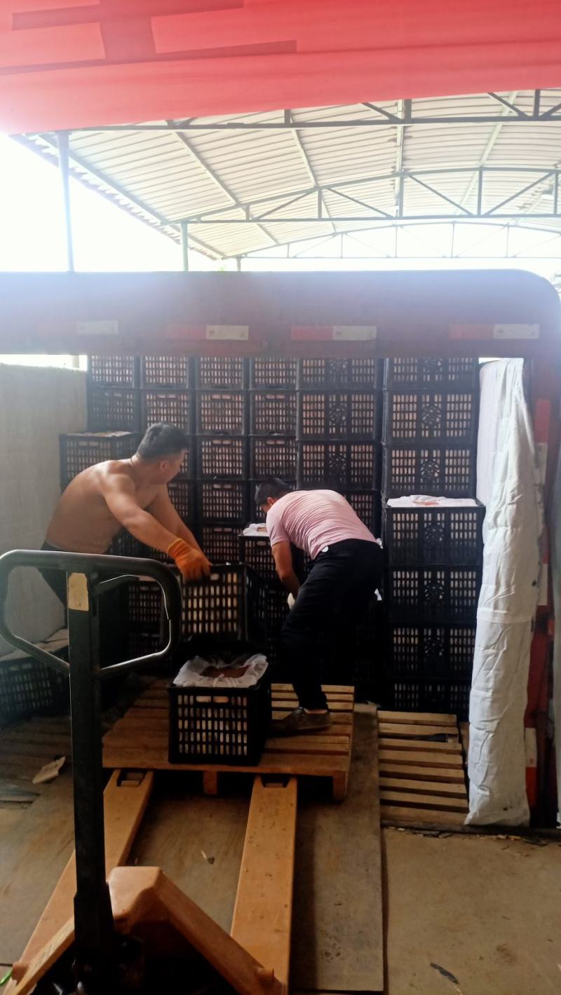 大量供应，精品膜袋红富士苹果，果个大口感好，一手货源