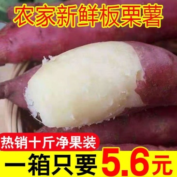 现挖四川白心板栗薯新鲜红薯农家番薯白瓤地瓜白薯山芋粉糯干