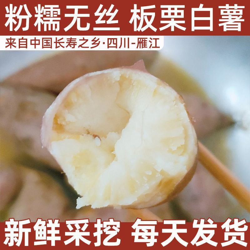 现挖四川白心板栗薯新鲜红薯农家番薯白瓤地瓜白薯山芋粉糯干