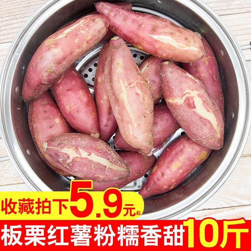 现挖四川白心板栗薯新鲜红薯农家番薯白瓤地瓜白薯山芋粉糯干