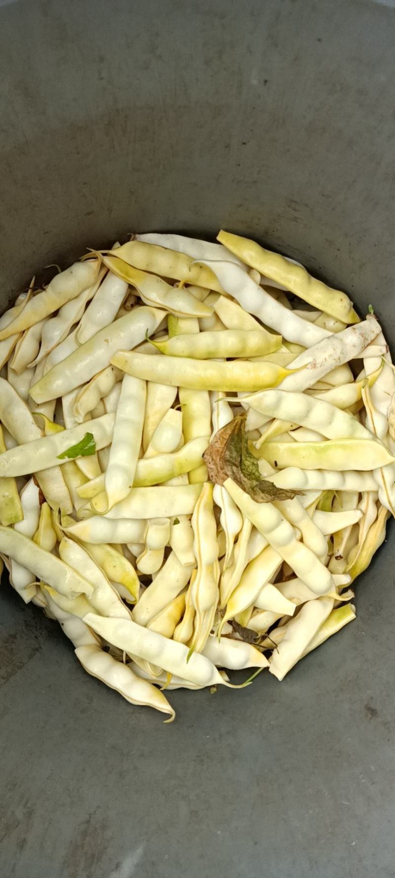 寒地黑土绥化特产黄豆角常年大量供应6~8厘米