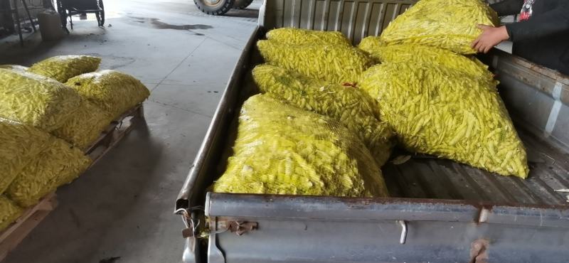 寒地黑土绥化特产黄豆角常年大量供应6~8厘米