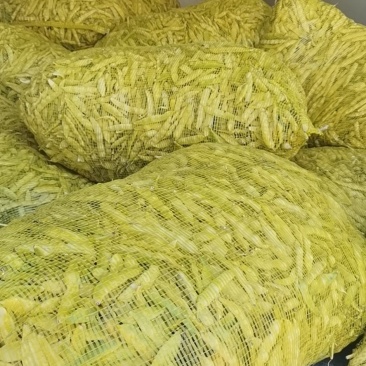 寒地黑土绥化特产黄豆角常年大量供应6~8厘米