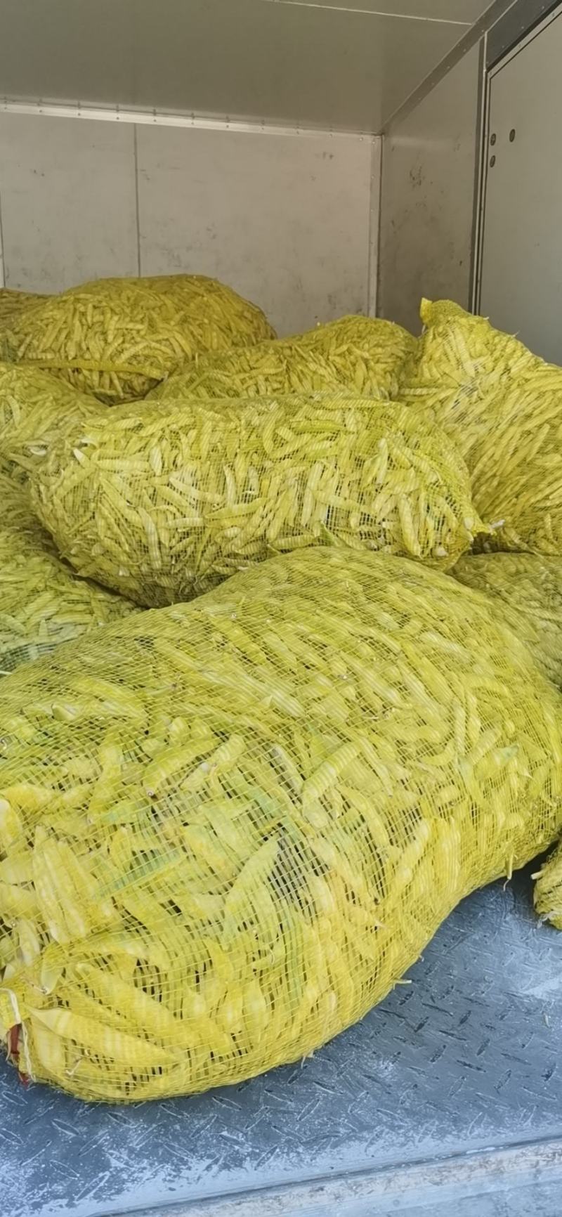 寒地黑土绥化特产黄豆角常年大量供应6~8厘米