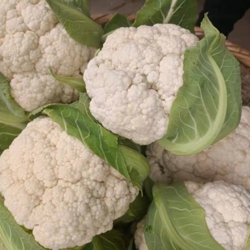 汉中花菜，花色乳白，可供市场，加工厂，全国发货
