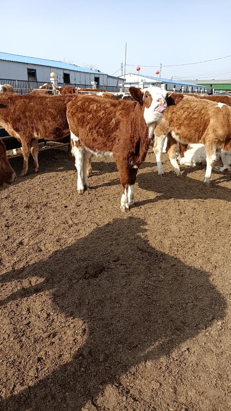 西门塔尔牛西门塔尔牛犊肉牛牛犊3个月西门塔尔牛