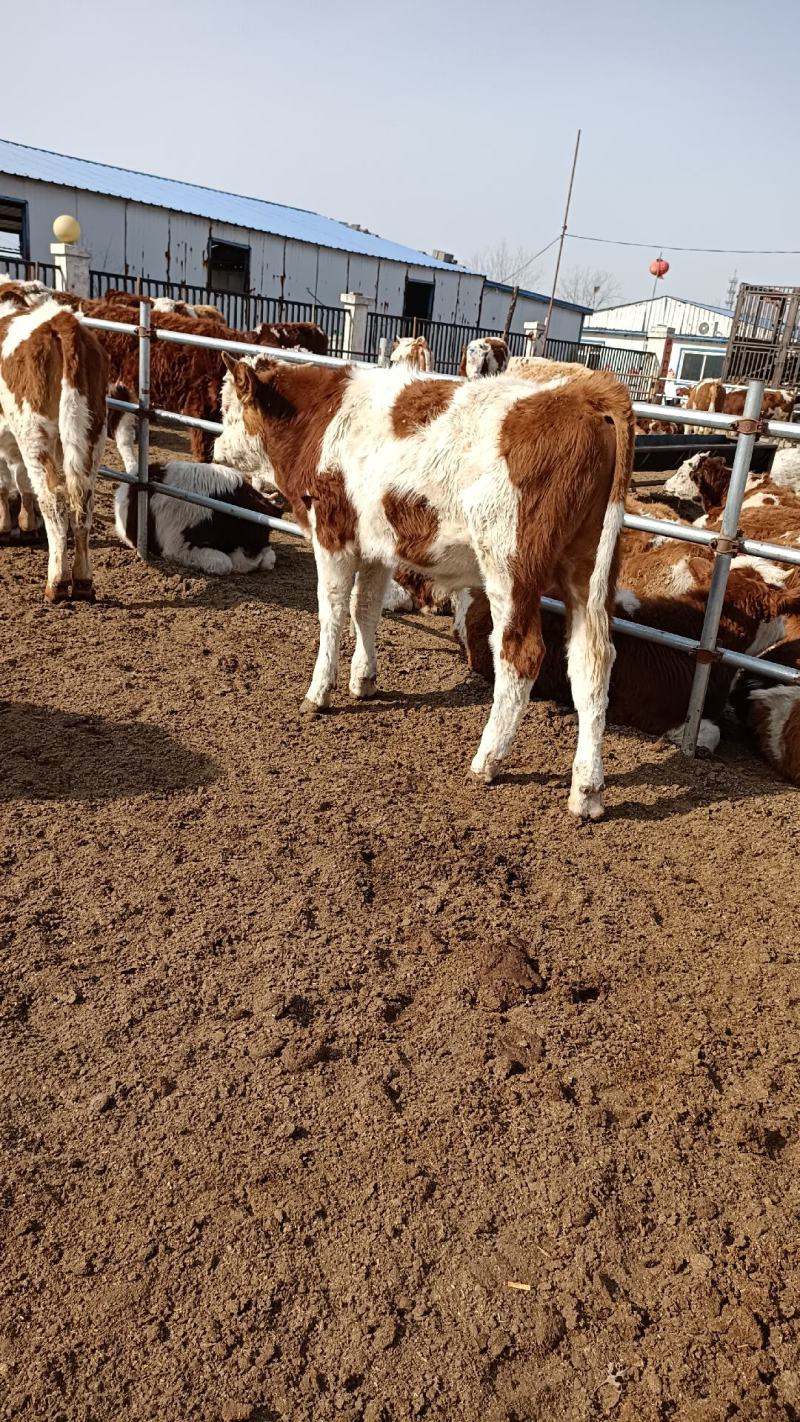西门塔尔牛西门塔尔牛犊肉牛牛犊3个月西门塔尔牛