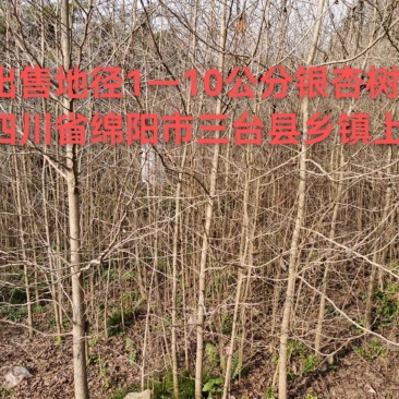 四川三台银杏树苗地径1—10公分