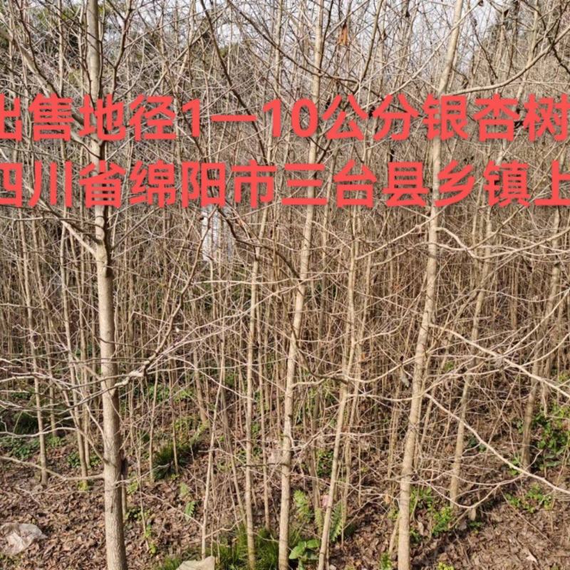 四川三台银杏树苗地径1—10公分