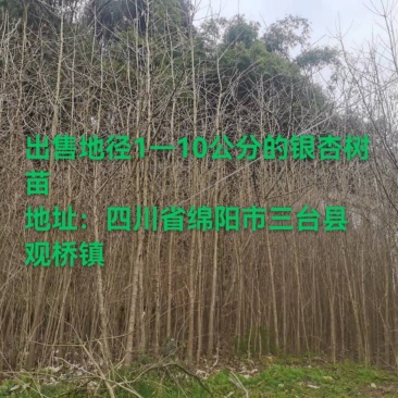 四川三台银杏树地径1-10公分