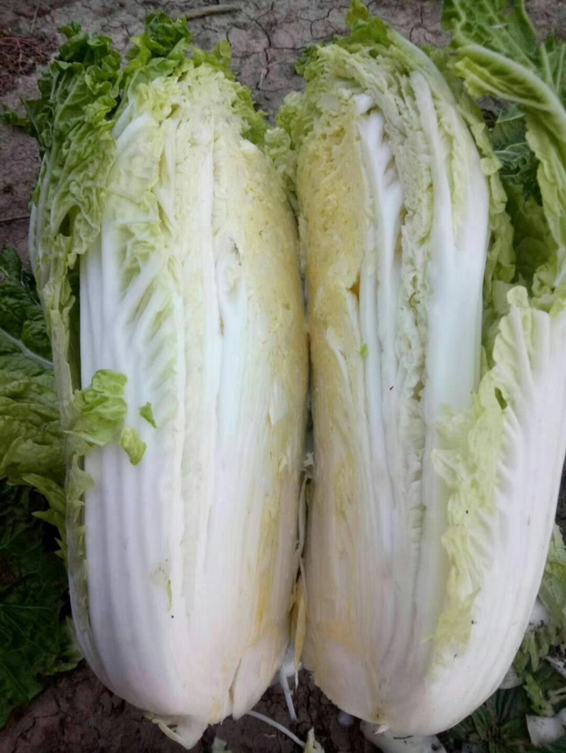 黄心菜白菜4~6斤净菜诚信蔬菜代办代发